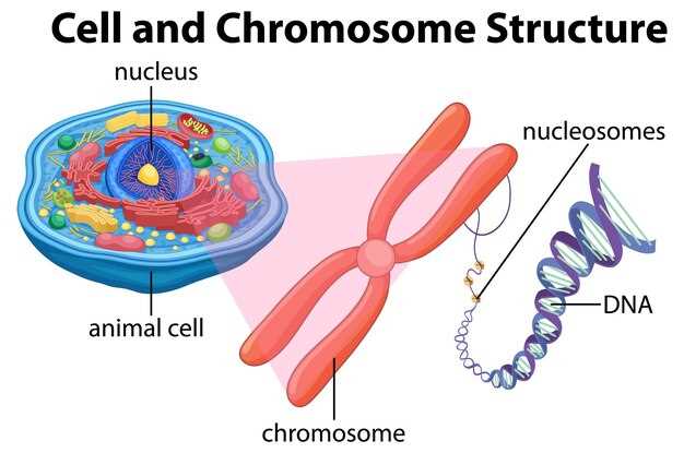 Androcur et spironolactone