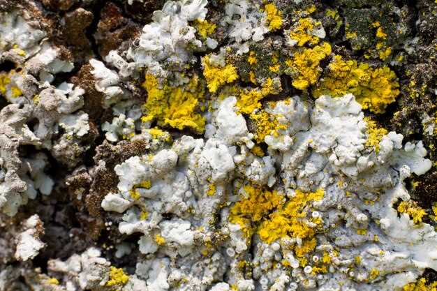 Key Benefits of Ferrous Sulfate