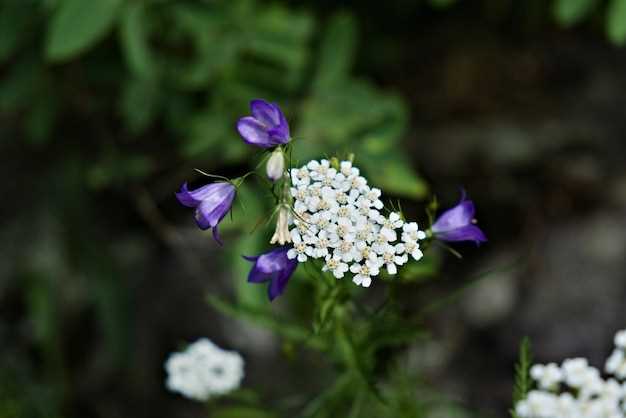 1. Hormone Regulation