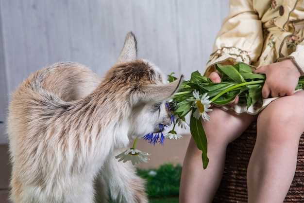 Administering Mirtazapine to cats