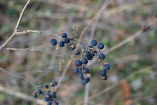 How to Take Mirtazapine