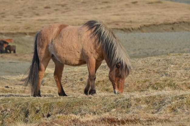 Benefits for Digestive Health