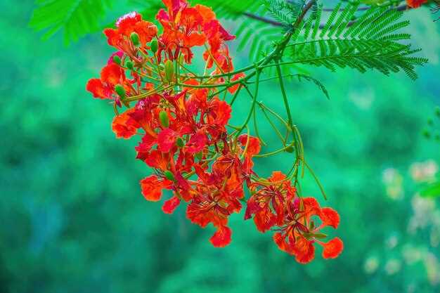 undefinedRosuvastatin</strong> is a medication that belongs to a group of drugs known as HMG CoA reductase inhibitors, or statins. This powerful medication is prescribed to individuals who have high cholesterol levels in their blood. By lowering cholesterol levels, <em>rosuvastatin</em> is beneficial in preventing cardiovascular diseases such as heart attacks or strokes.